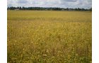 Property photo 11 - 75+/- Acres in 9 Tracts